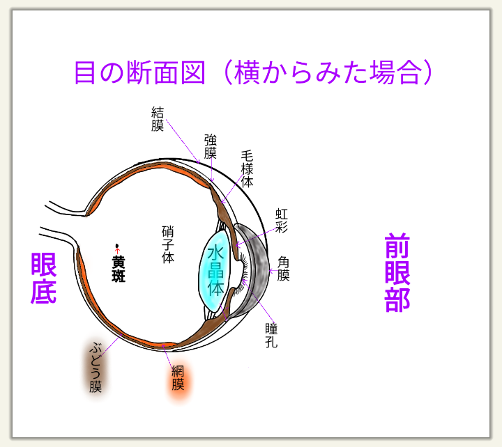 眼球の内容 房水 水晶体 硝子体 について 金沢文庫アイクリニック