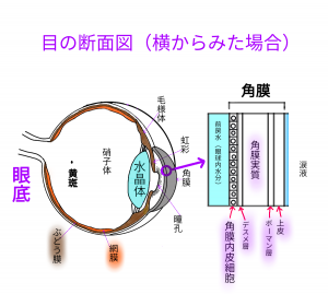 角膜混濁（角膜（黒目）のにごり） | 金沢文庫アイクリニック