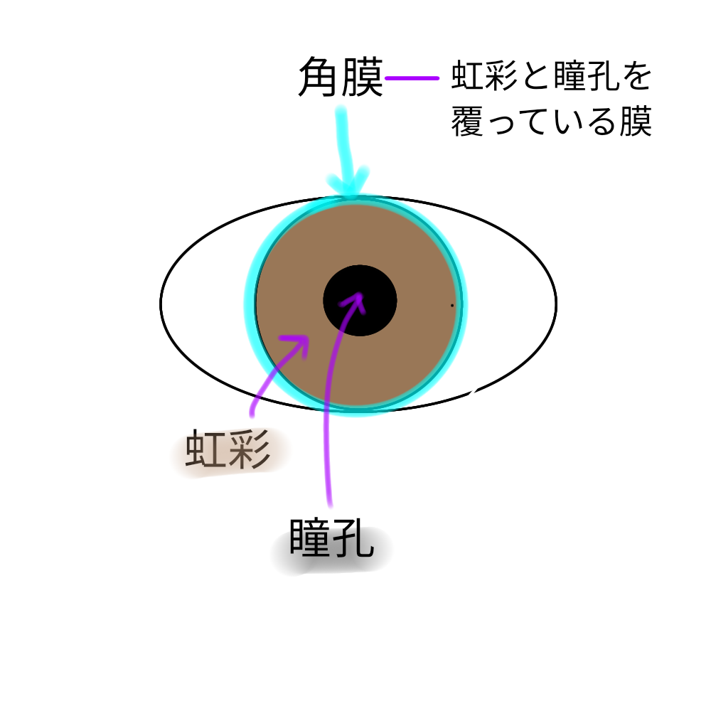 角膜混濁(角膜(黒目)のにごり) | 金沢文庫アイクリニック
